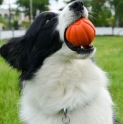 Collar lopta pre psa Liker 7 cm