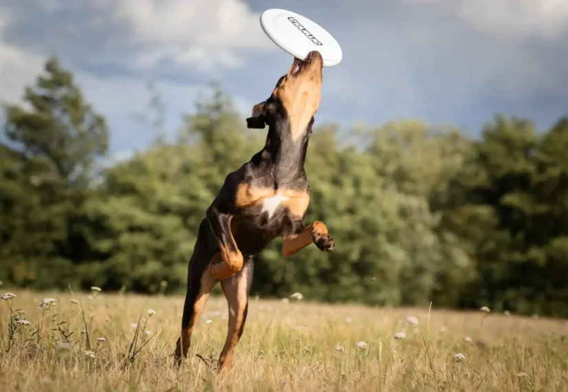 AMINELA frisbee pre psa Fastback biela 4