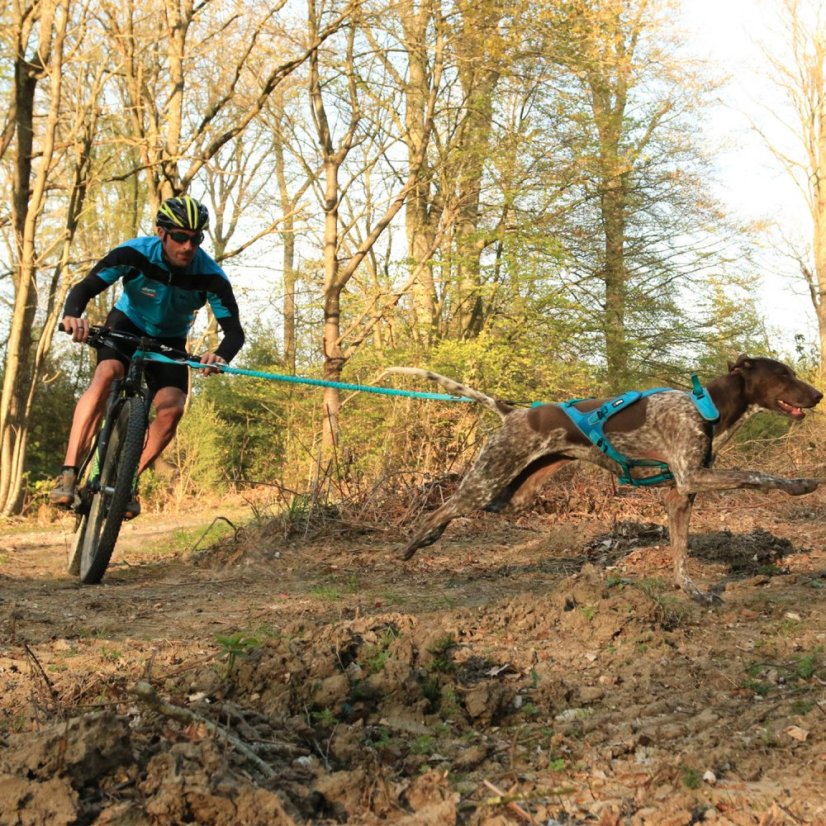 I-DOG Postroj canicross ALM X-BACK Phoenix