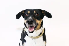 AMINELA Ferrata  ručne vyrobený obojok pre psa s pravou kožou: 43 - 49 cm 1