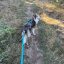 I-DOG Amortizérové vodítko canicross ONE bue