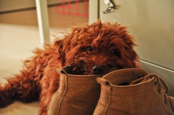Ako zastaviť psa od obžúvania topánok
