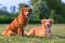 Nova Scotia Duck Tolling Retriever