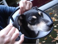 Flamingo golier ochranný Capo XL 36cm x 20,5cm