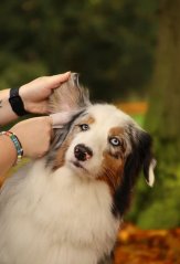 AMINELA obrúsky na oči a uši 50ks