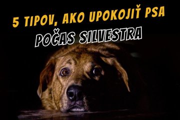 Ako upokojiť psa počas Silvestra?