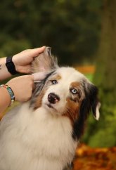 AMINELA obrúsky na oči a uši 50ks