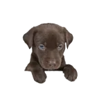 Šteňa