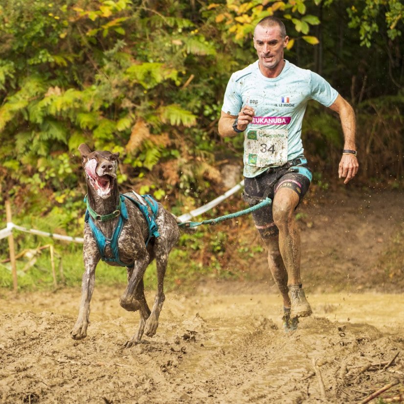 I-DOG Postroj canicross ALM X-BACK Phoenix