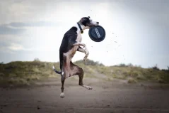AMINELA frisbee pre psa Fastback čierna 1