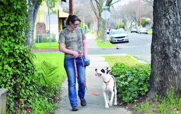 Chôdza na voľnom vodítku: Tréning, aby pes neťahal