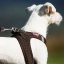 CURLI Vest Harness Air-Mesh 2XS 30-35 cm Black CURLI Vest Harness Air-Mesh 2XS 30-35 cm Black