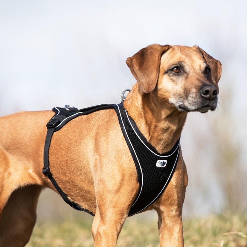 CURLI Belka Comfort Harness L 70-76 cm Black