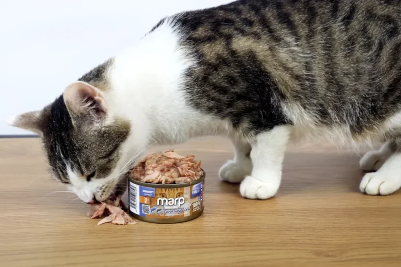 Marp Holistic+ konzerva pre mačky Tuniak so sardinkami a čučoriedkami v želé 24x70g 1