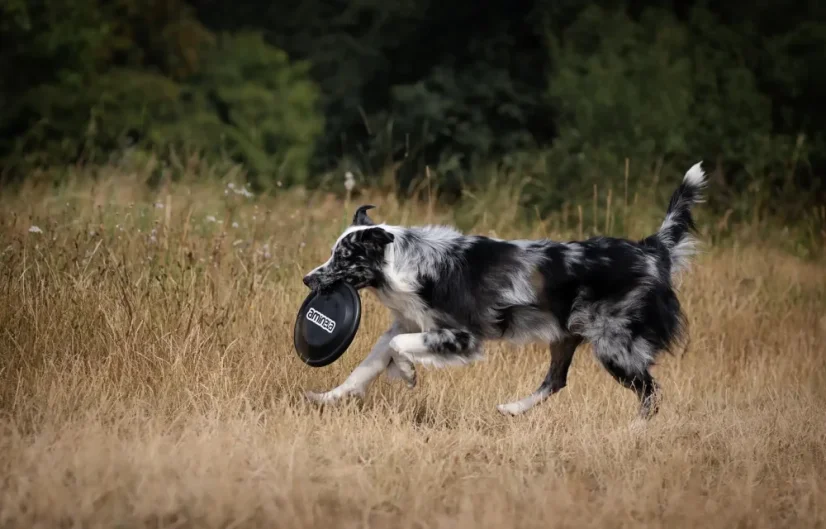 AMINELA frisbee pre psa Fastback čierna 6