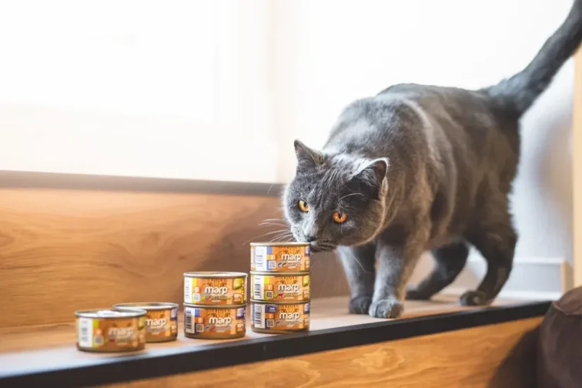 Marp Holistic+ konzerva pre mačky Tuniakové paté s krevetami 24x70g 2