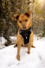 HURTTA Postroj Weekend Warrior čierný 40-45cm 2