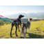 I-DOG Amortizérové vodítko canicross ONE bue