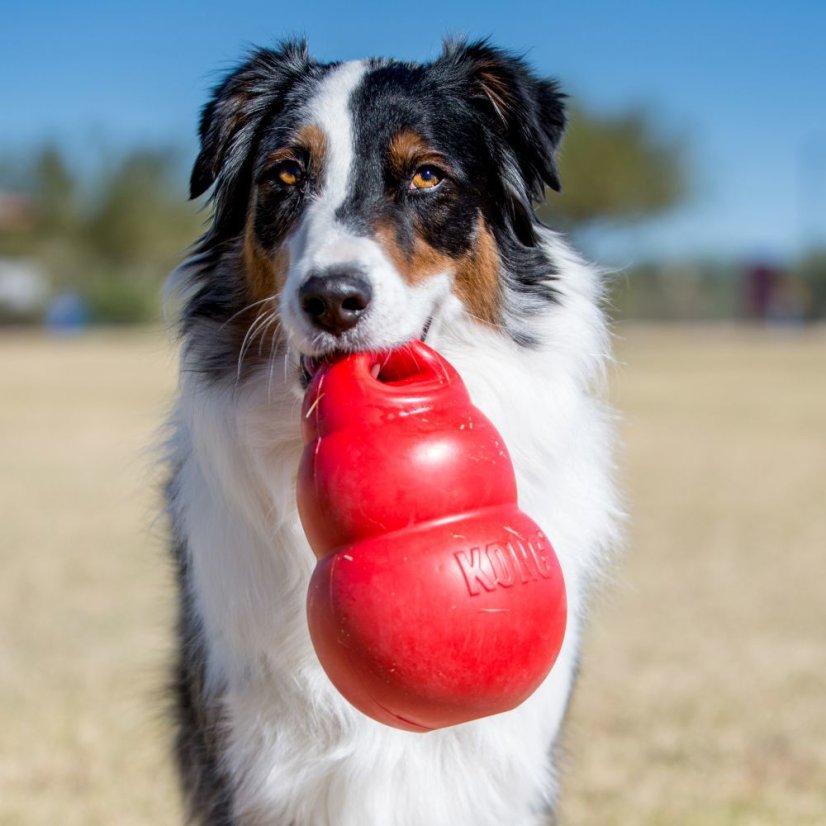 KONG Bounzer L 24 cm