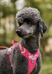 HURTTA Postroj Weekend Warrior rubínový 45-60cm 2