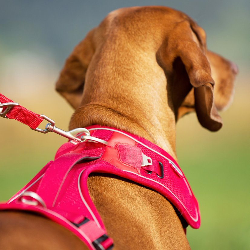 CURLI Belka Harness M 64-70 cm Red