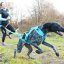 I-DOG Postroj canicross ALM X-BACK Phoenix