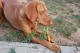Akú zeleninu môže a nemôže jesť pes?