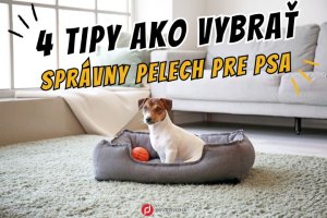 Pelechy pre psa: 4 tipy, ako si vybrať správny pelech
