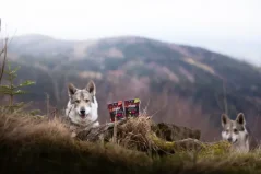 Marp konzerva pre psov Tetrapack morka s kačicou 375g 1