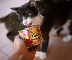 Marp konzerva pre mačky  Turkey s morkou 200g 1