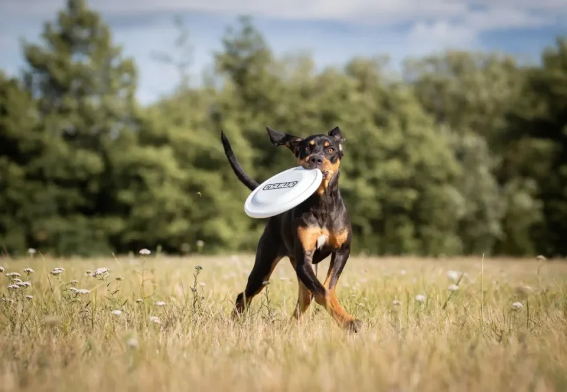 AMINELA frisbee pre psa Fastback biela 5