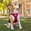 CURLI Vest Harness Clasp Air-Mesh 3XS Black