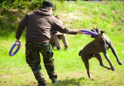 COLLAR výcviková pomôcka Puller maxi 30 cm