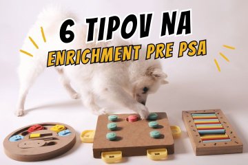 Enrichment pre psa: 6 tipov, ako obohatiť život vášho psa