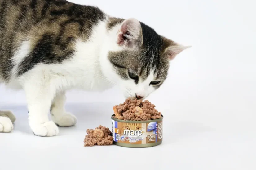 Marp Holistic+ konzerva pre mačky Tuniakové paté s krevetami 24x70g 3