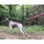 I-DOG Amortizérové vodítko canicross ONE rose I-DOG Amortizérové vodítko canicross ONE rose