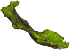 Marp Holistic BARF Kelpa 500g