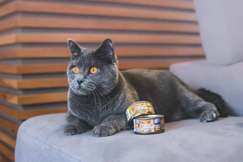 Marp Holistic+ konzerva pre mačky Kuracie paté s krevetami 70g 2