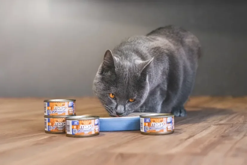 Marp Holistic+ konzerva pre mačky Tuniakové paté so sardinkami 70g 2