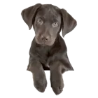 Dospelý
