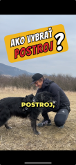 Ako vybrať postroj pre psa?